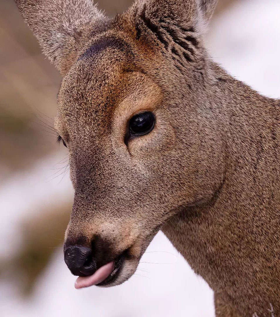 Самому старому дереву Аргентины, которое ещё растёт, 2 600 лет