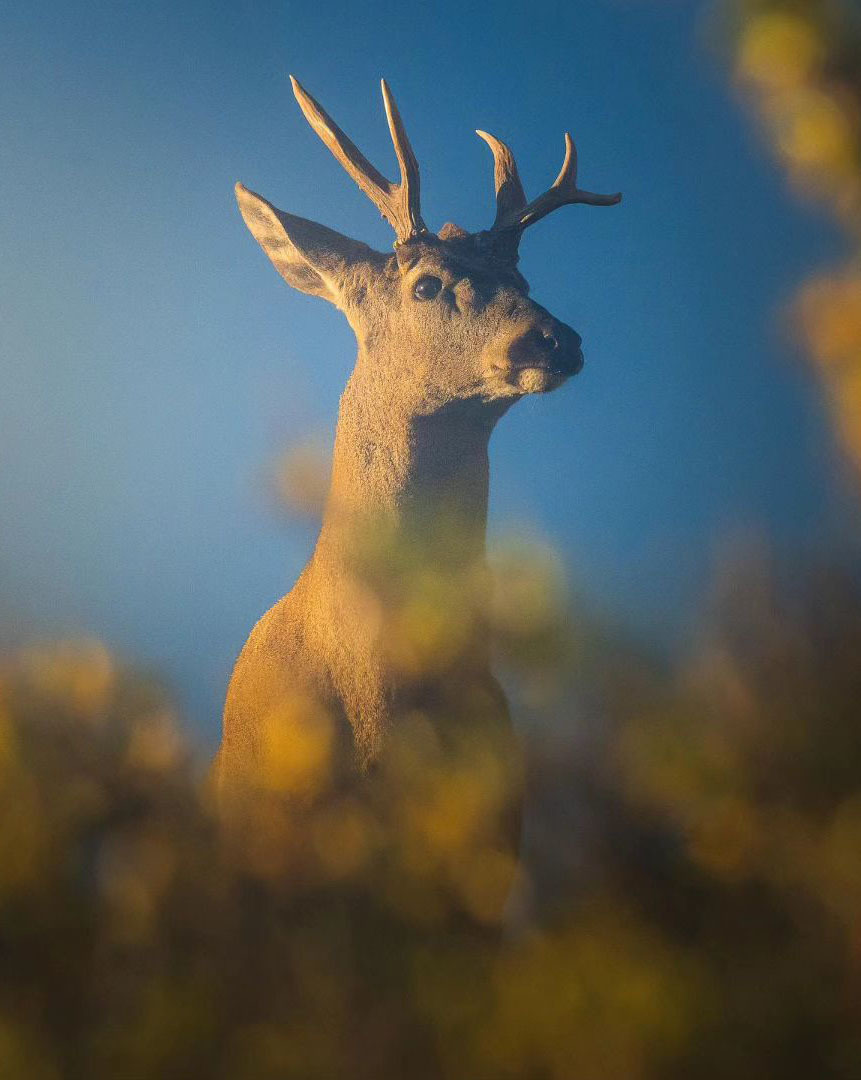 Самому старому дереву Аргентины, которое ещё растёт, 2 600 лет