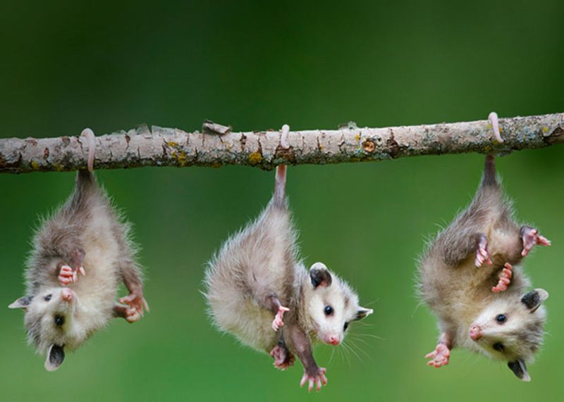 Животный мир Венесуэлы