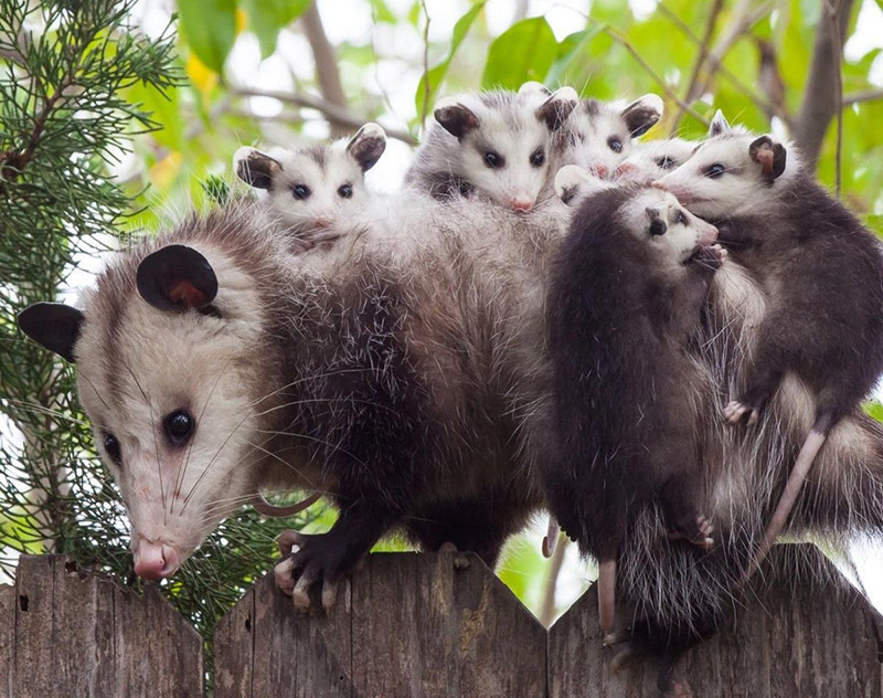 Животный мир Венесуэлы