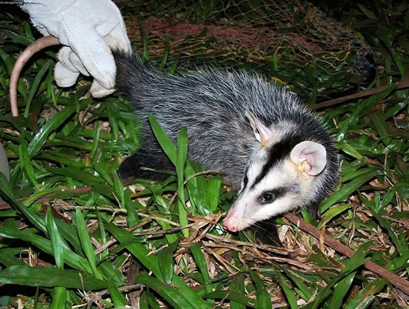 Животный мир Венесуэлы