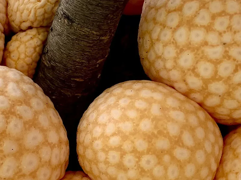 Жао-жао — индейский хлеб из лесов Патагонии