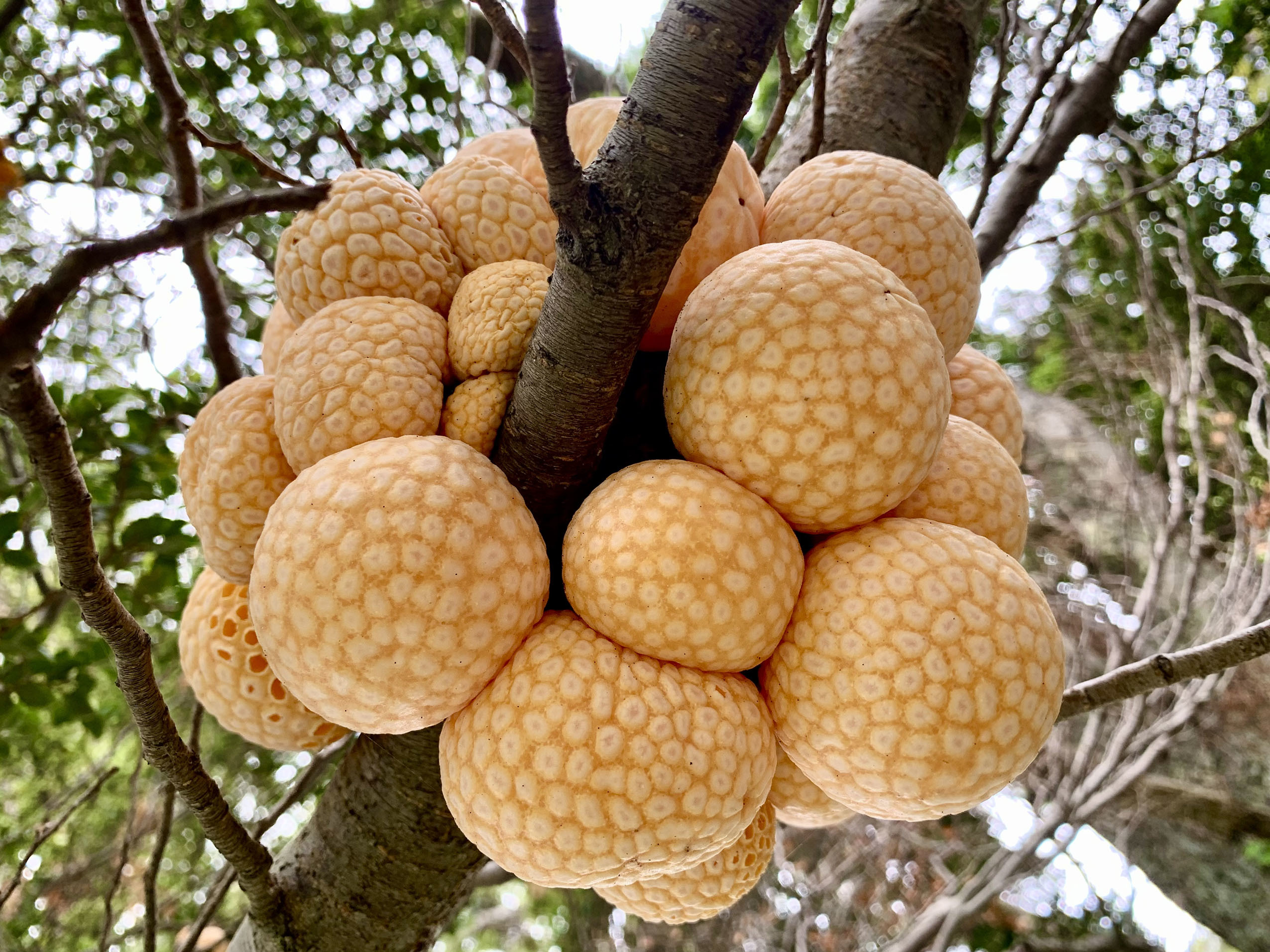 Жао-жао — индейский хлеб из лесов Патагонии