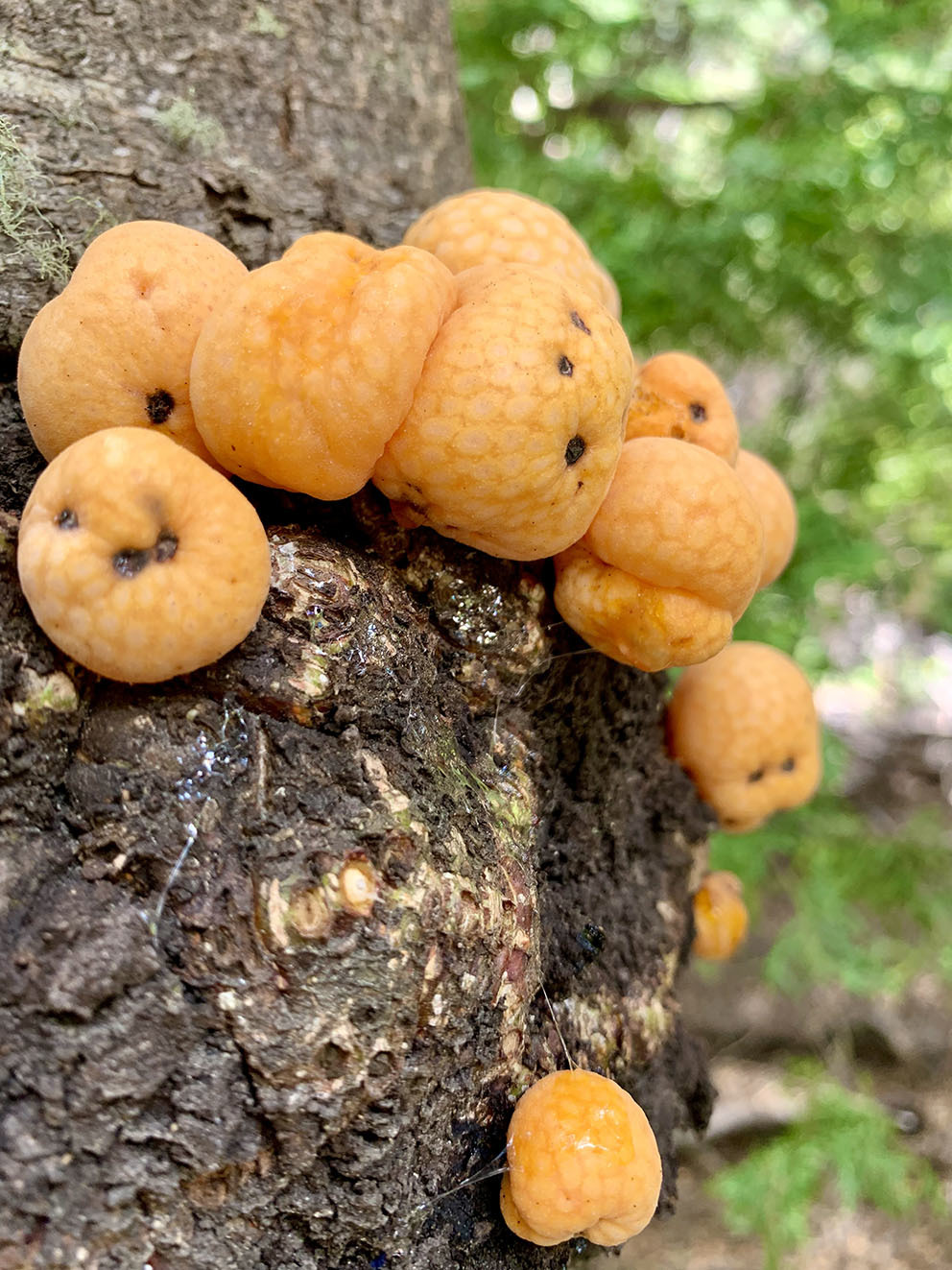 Жао-жао — индейский хлеб из лесов Патагонии