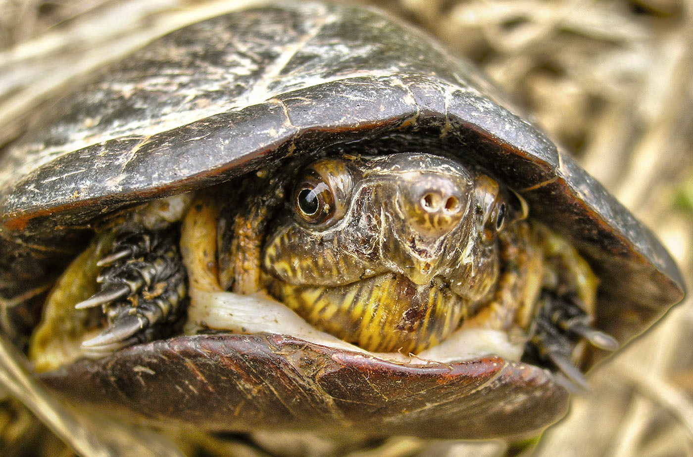 Животный мир Венесуэлы