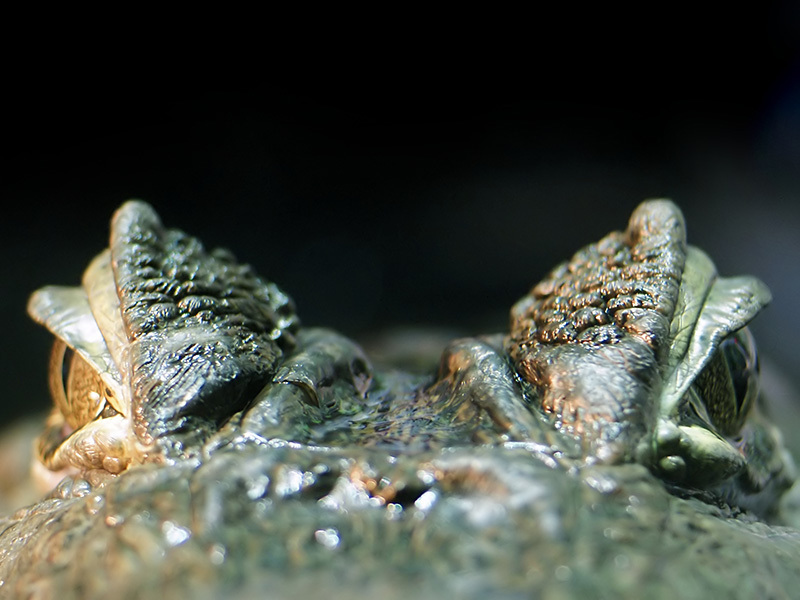 Животный мир Венесуэлы