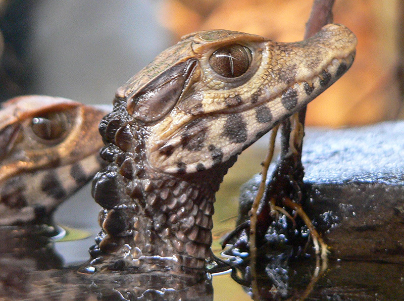 Животный мир Венесуэлы