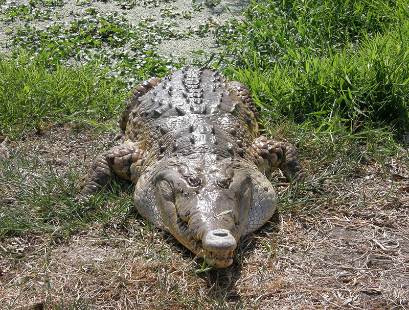 Животный мир Венесуэлы