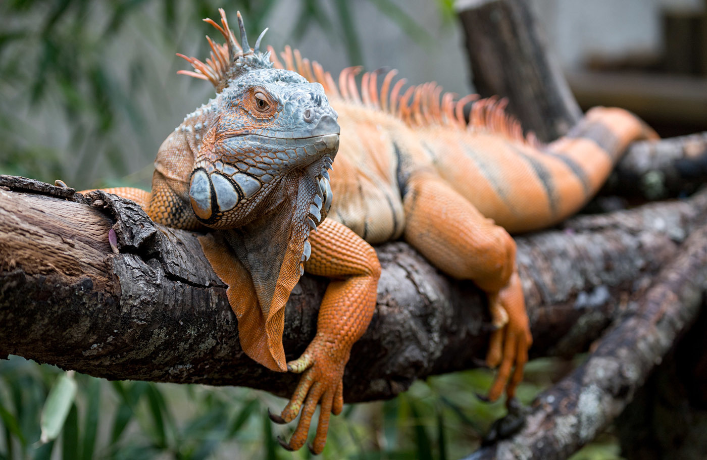 Животный мир Венесуэлы