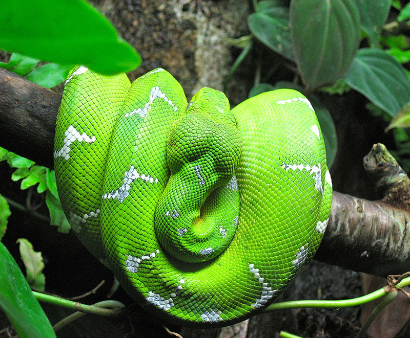 Животный мир Венесуэлы