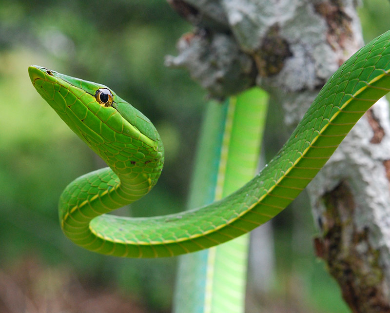 Животный мир Венесуэлы