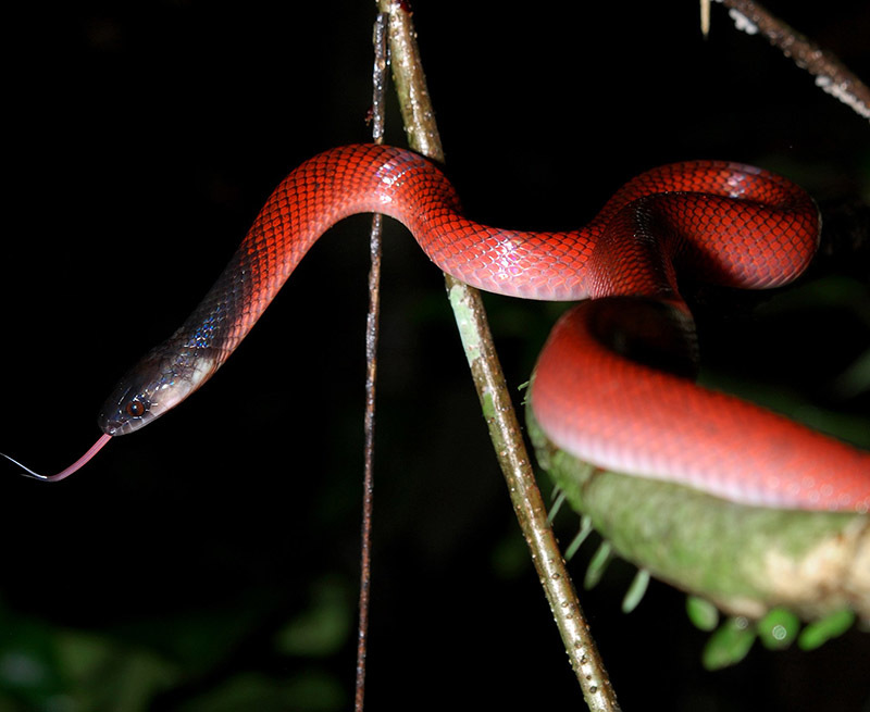 Животный мир Венесуэлы