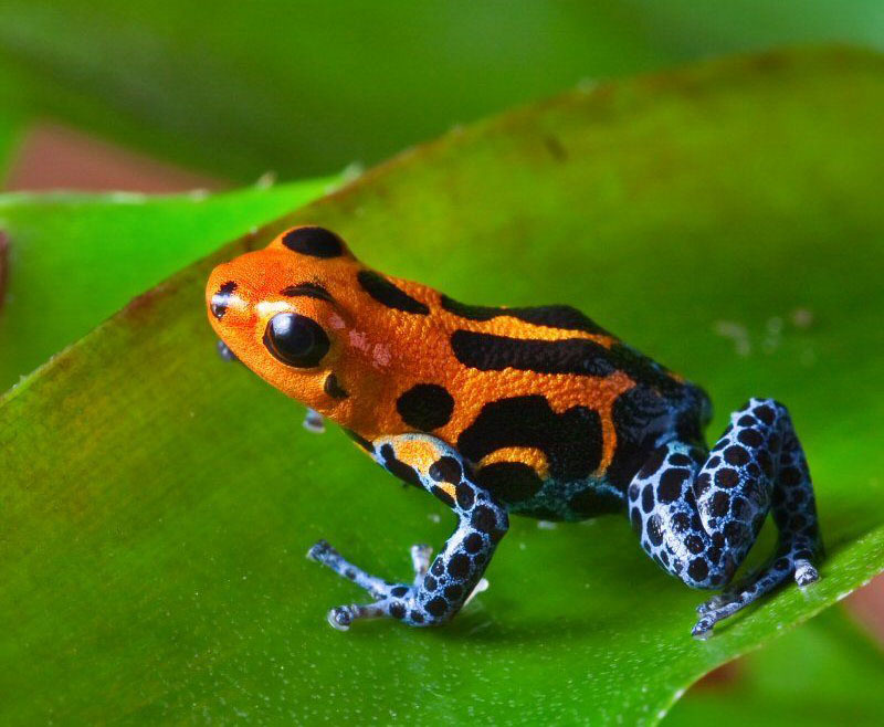 Животный мир Венесуэлы