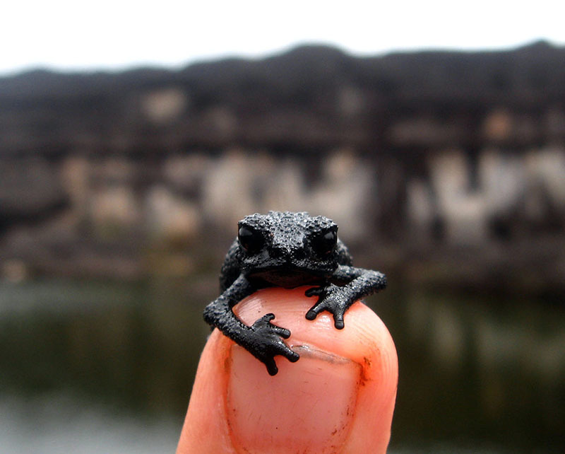 Животный мир Венесуэлы