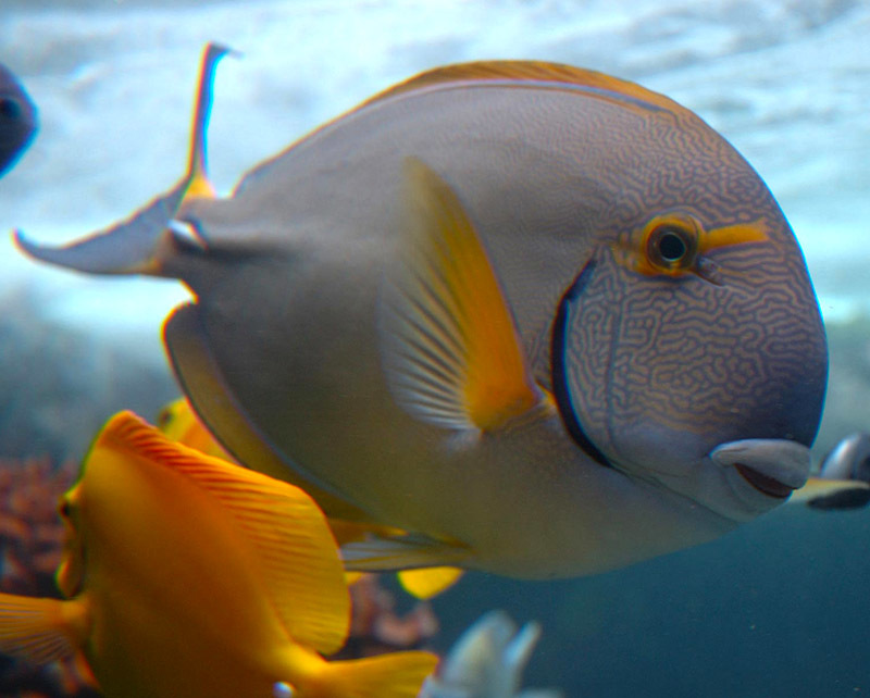 Животный мир Венесуэлы