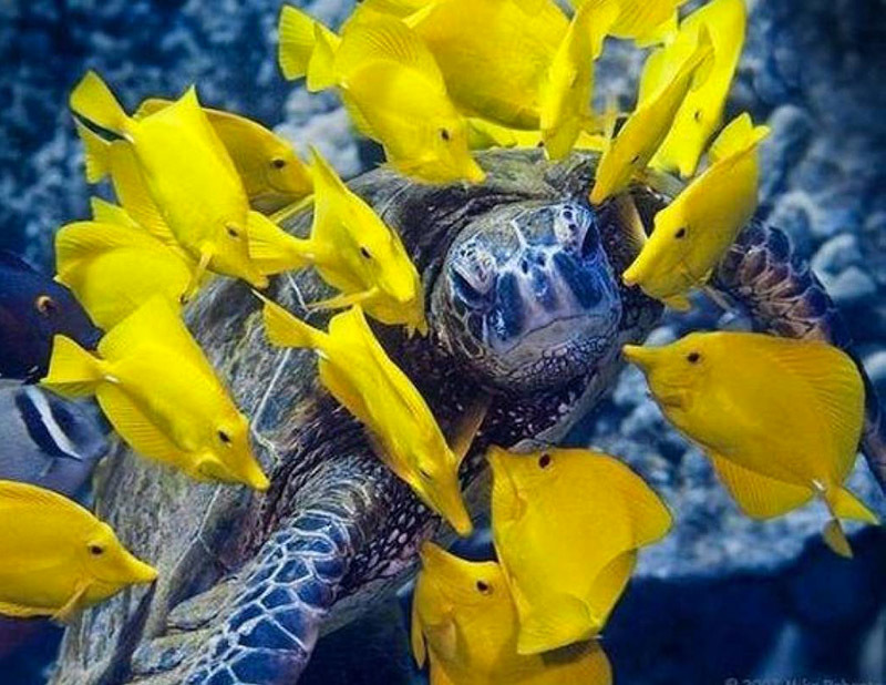 Животный мир Венесуэлы