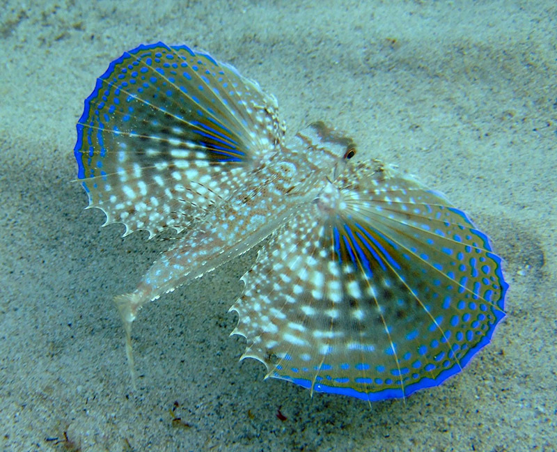 Животный мир Венесуэлы