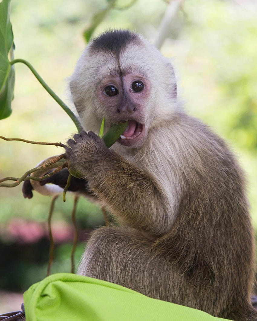 Тур в Венесуэлу: Национальный Парк Канайма
