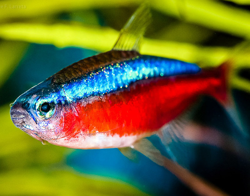 Животный мир Венесуэлы