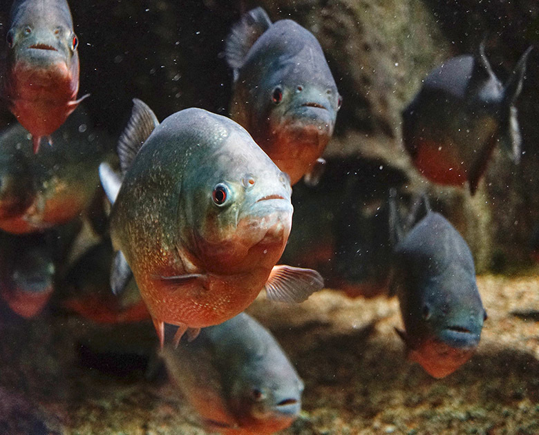 Животный мир Венесуэлы