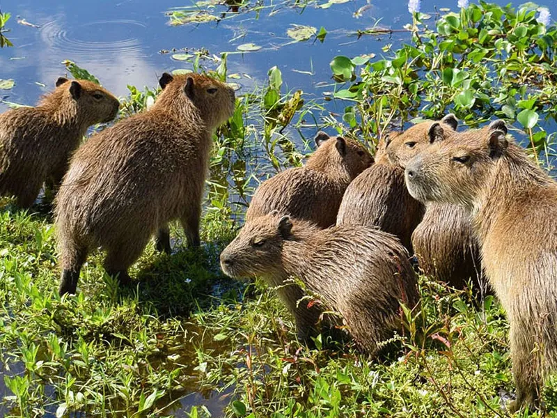 Тур в Венесуэлу из Москвы: Лос-Льянос — Канайма — о. Маргарита — Каракас