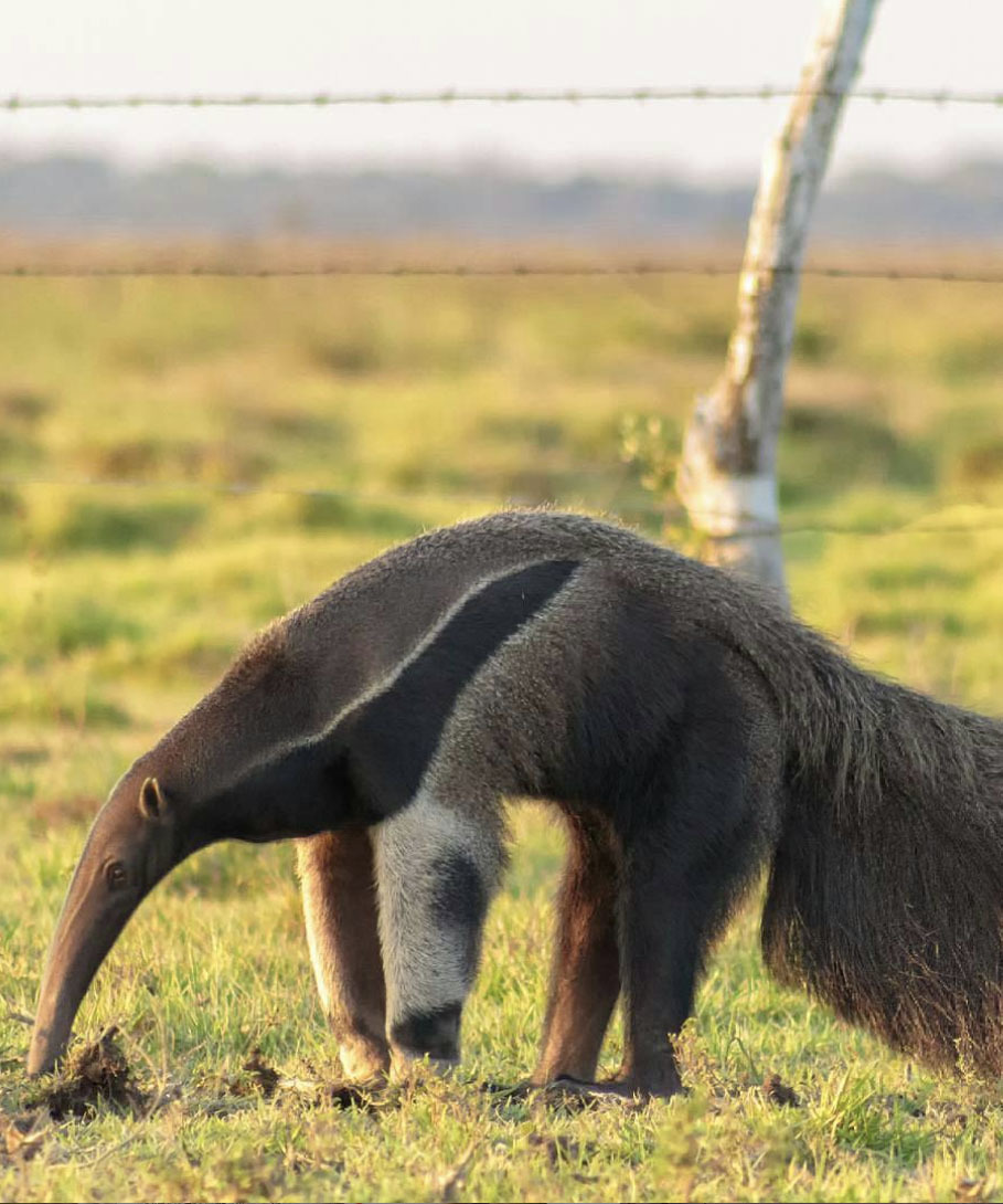 Тур в Венесуэлу из Москвы: Лос-Льянос — Канайма — о. Маргарита — Каракас