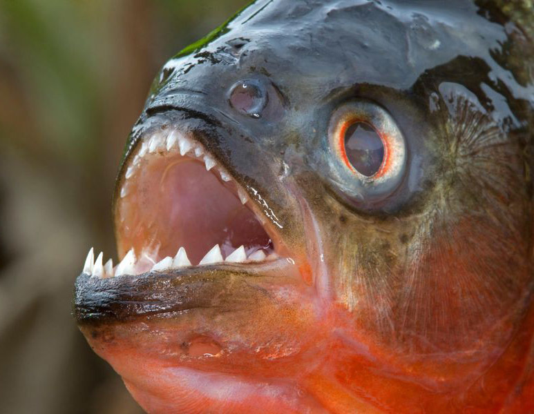 Животный мир Венесуэлы