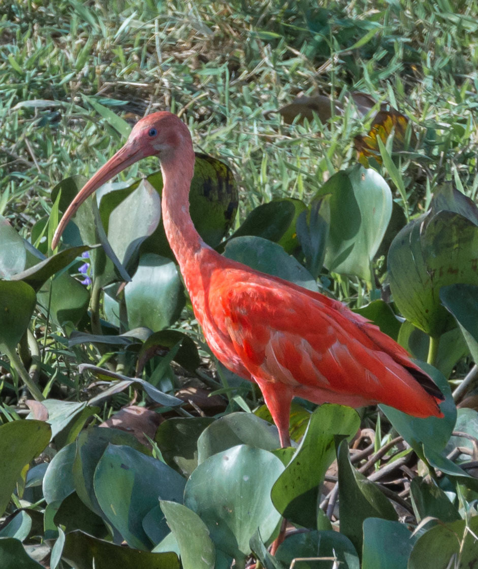Тур в Венесуэлу из Москвы: Лос-Льянос — Канайма — о. Маргарита — Каракас