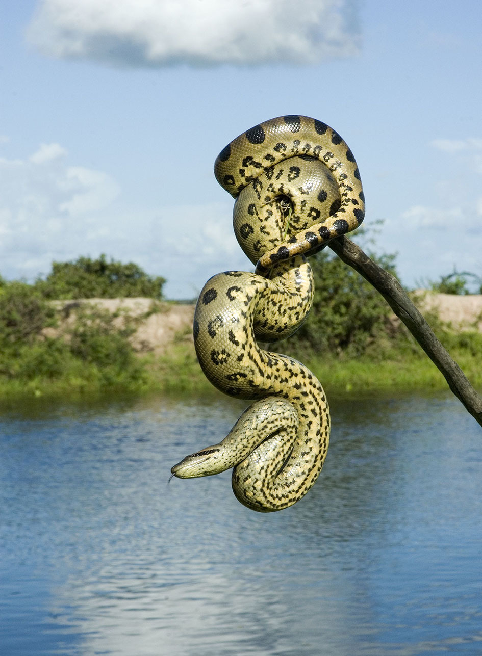 Тур в Венесуэлу из Москвы: Лос-Льянос — Канайма — о. Маргарита — Каракас