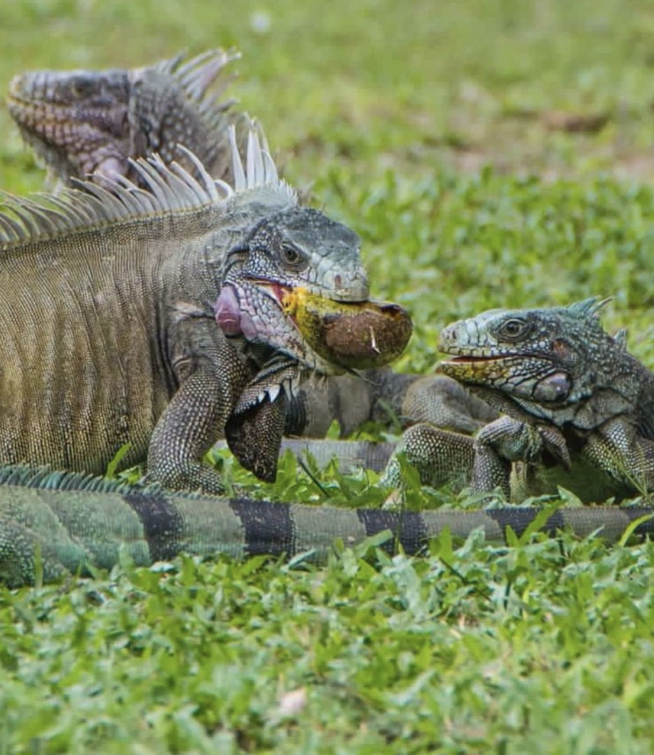 Тур в Венесуэлу из Москвы: Лос-Льянос — Канайма — о. Маргарита — Каракас