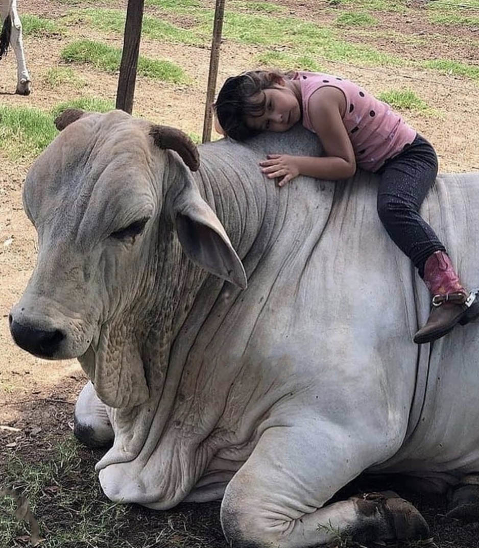 Тур в Венесуэлу из Москвы: Лос-Льянос — Канайма — о. Маргарита — Каракас