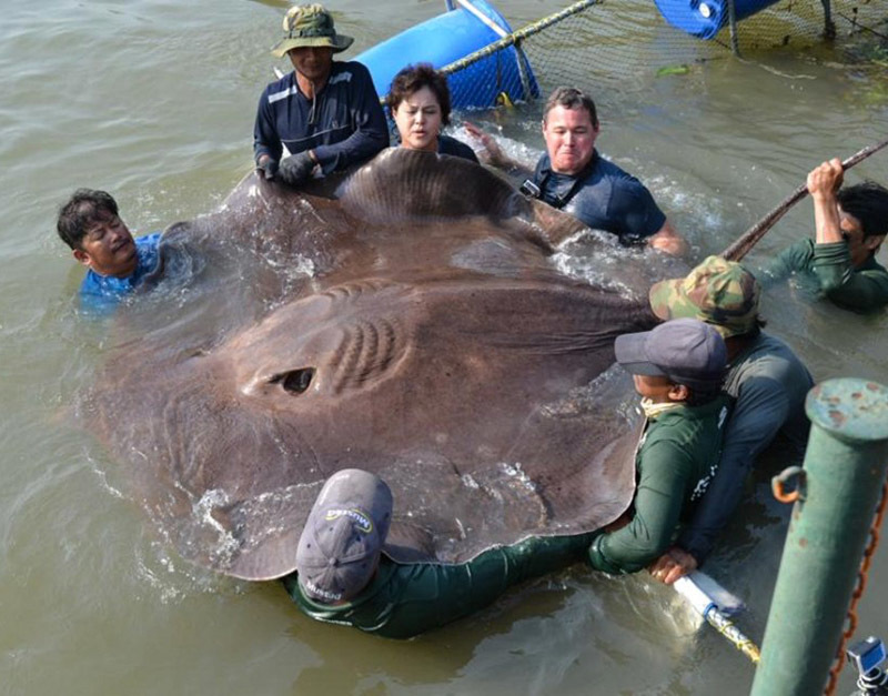 Животный мир Венесуэлы