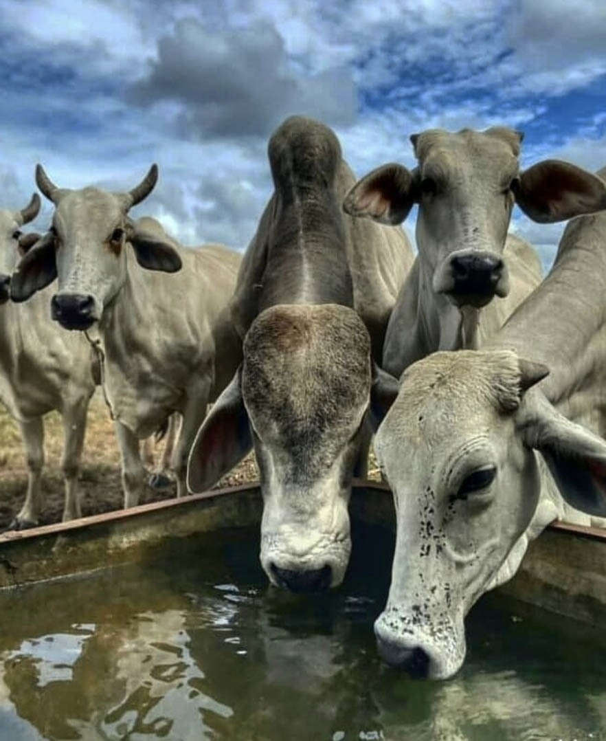 Тур в Венесуэлу из Москвы: Лос-Льянос — Канайма — о. Маргарита — Каракас