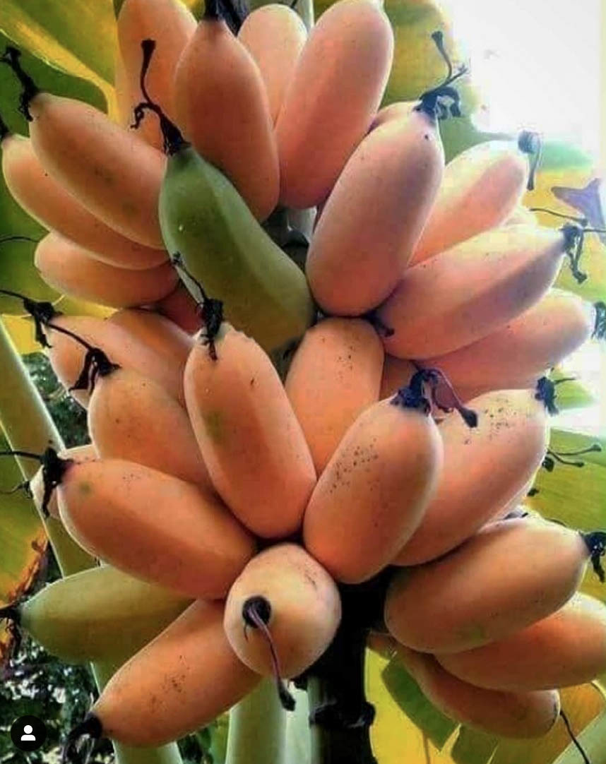 Тур в Венесуэлу из Москвы: Лос-Льянос — Канайма — о. Маргарита — Каракас