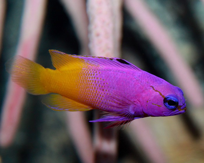 Животный мир Венесуэлы