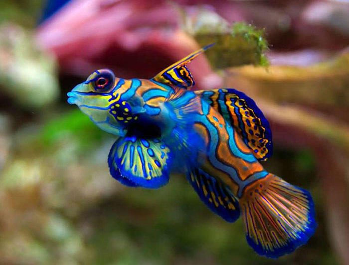 Животный мир Венесуэлы