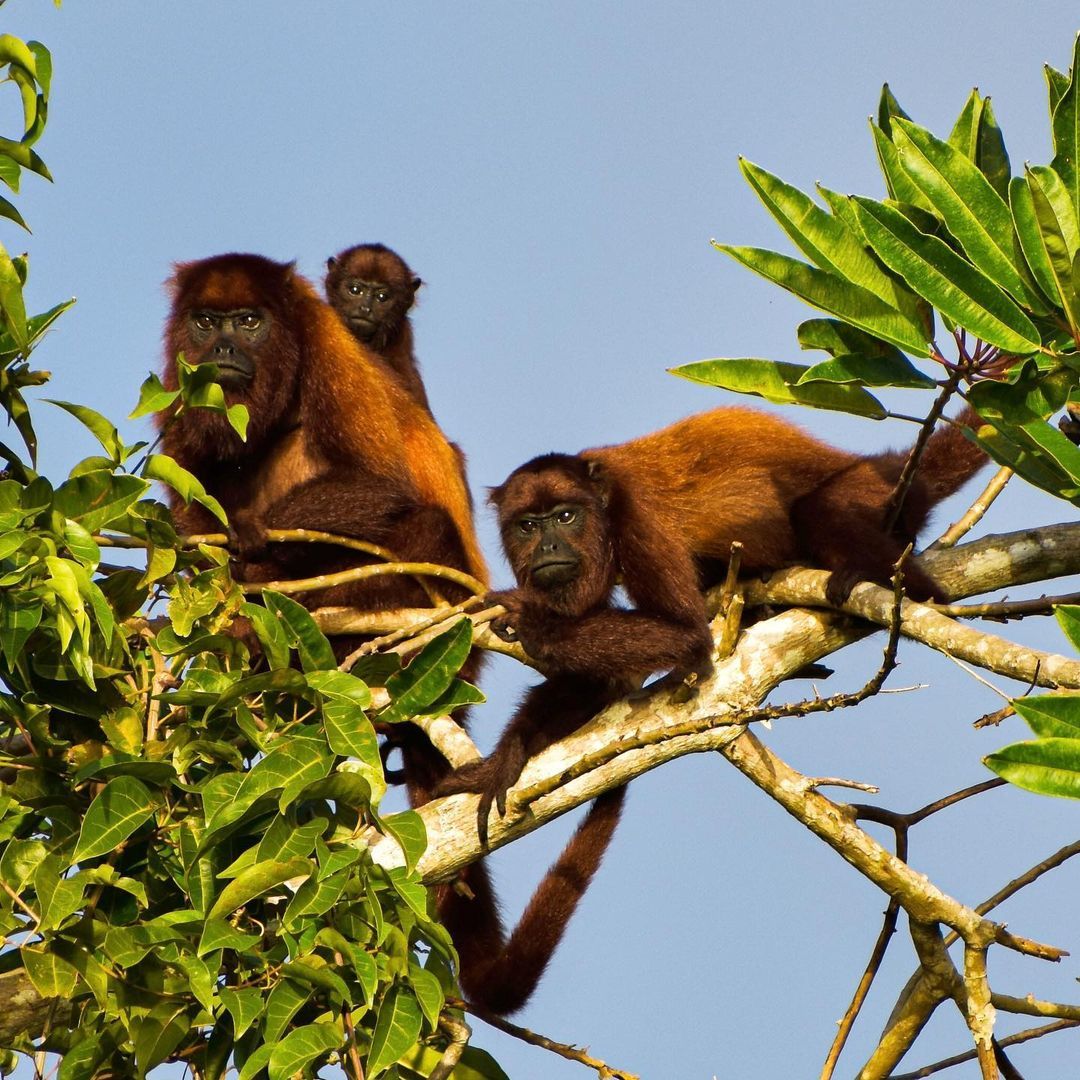 Тур в Национальный Парк Дельта Ориноко, Венесуэла