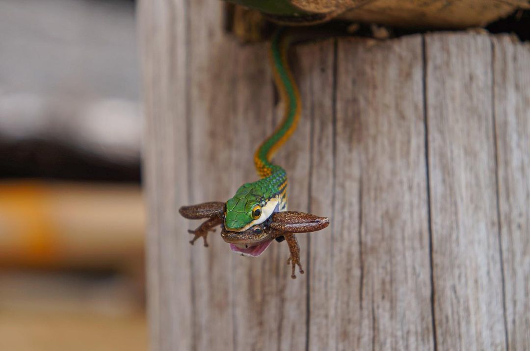 Тур в Национальный Парк Дельта Ориноко, Венесуэла