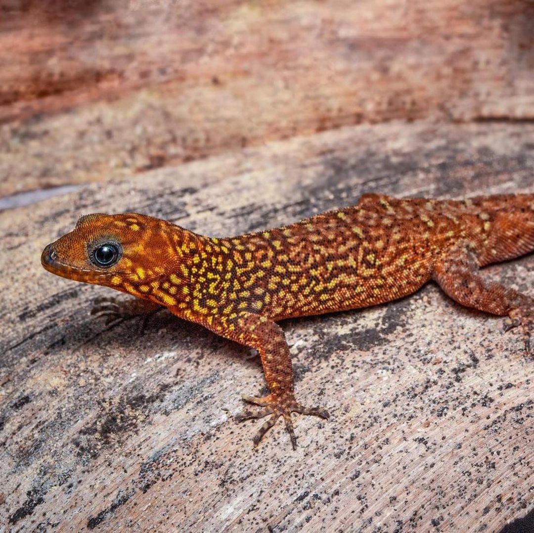 Тур в Национальный Парк Дельта Ориноко, Венесуэла