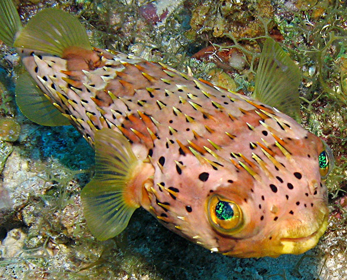 Животный мир Венесуэлы