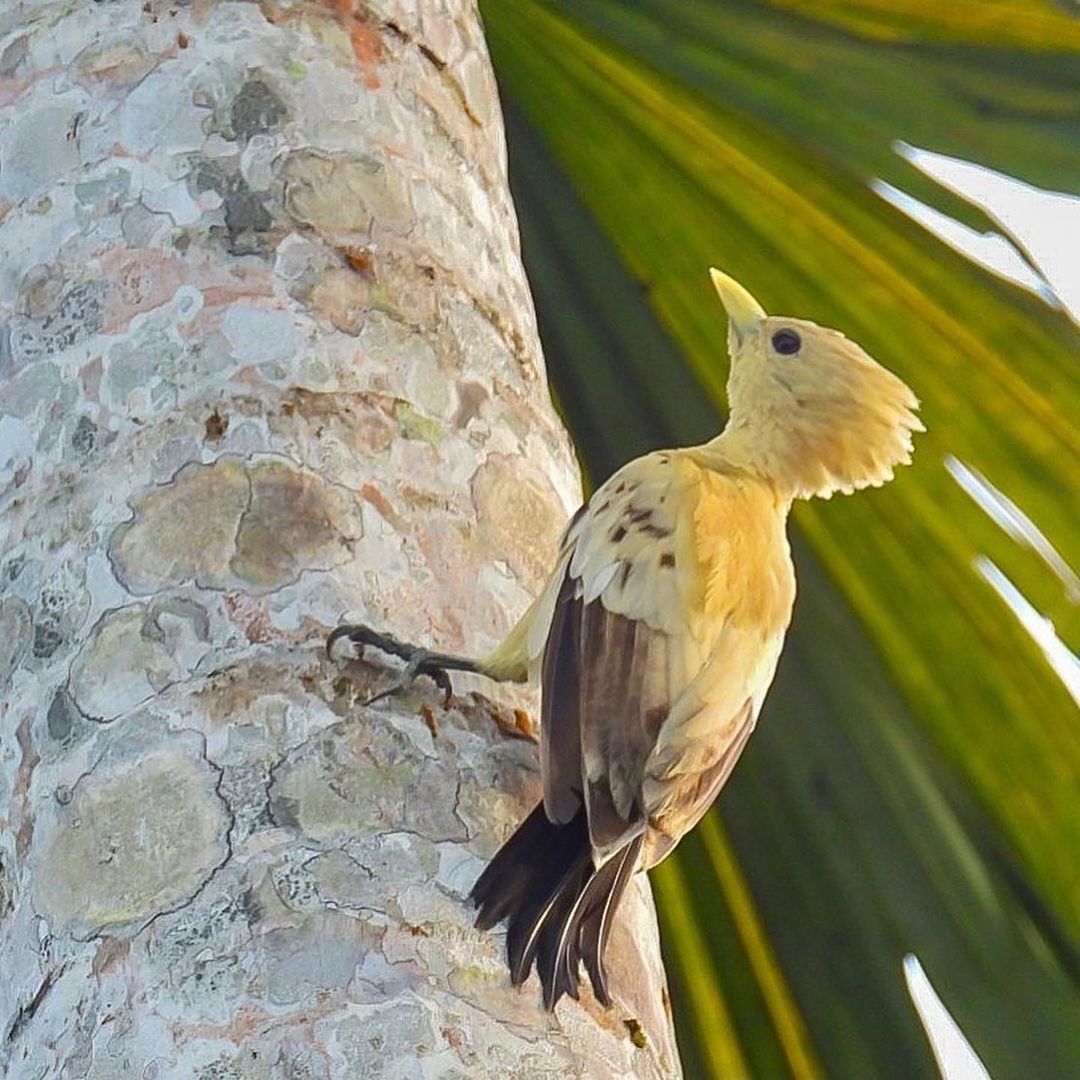 Тур в Национальный Парк Дельта Ориноко, Венесуэла