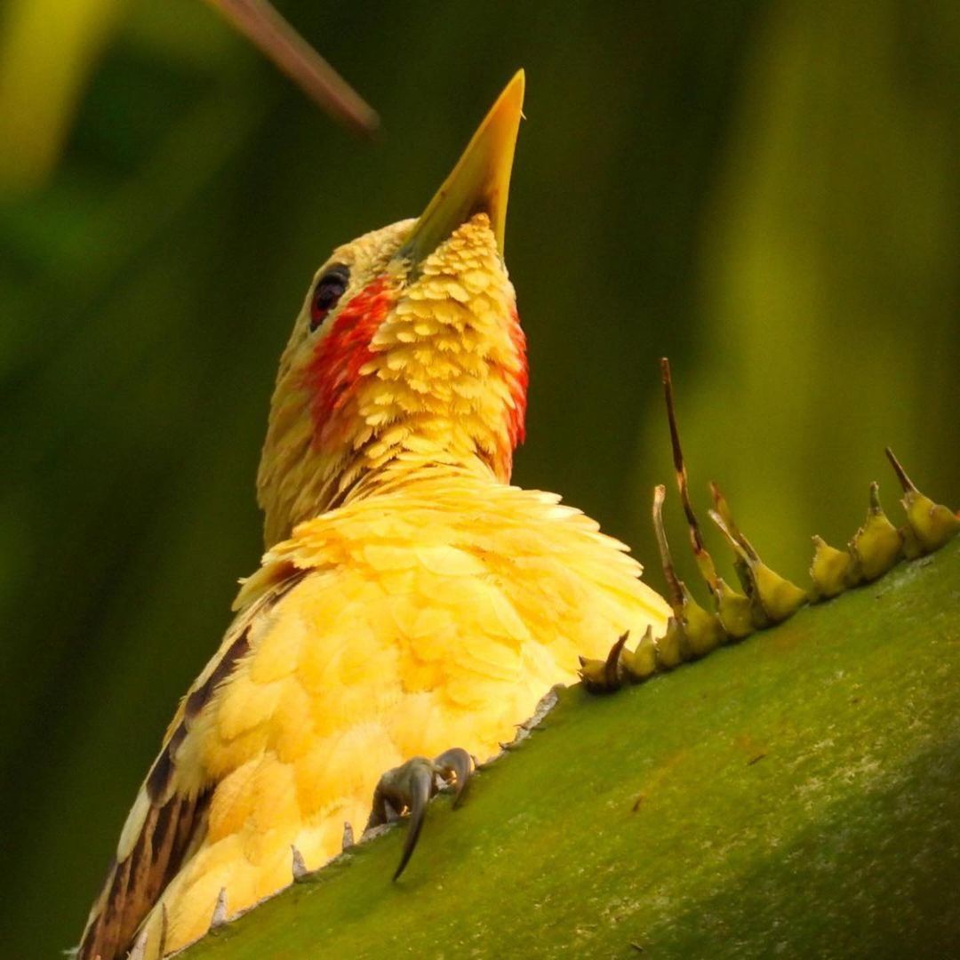 Тур в Национальный Парк Дельта Ориноко, Венесуэла