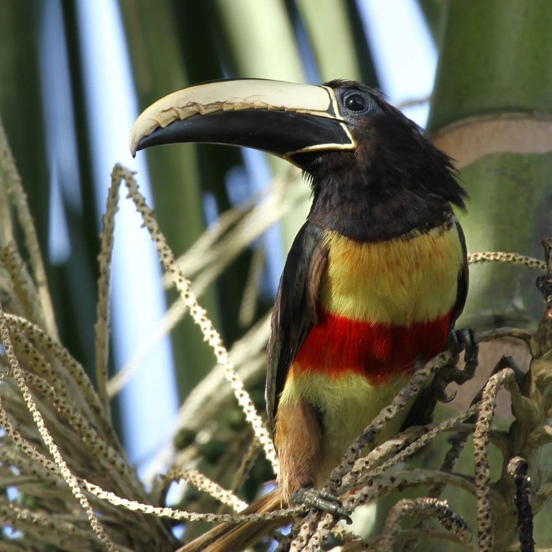 Тур в Национальный Парк Дельта Ориноко, Венесуэла