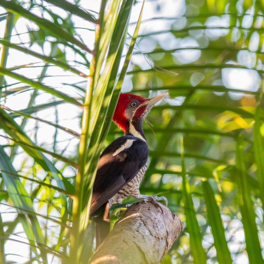 Тур в Национальный Парк Дельта Ориноко, Венесуэла
