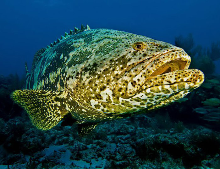 Животный мир Венесуэлы