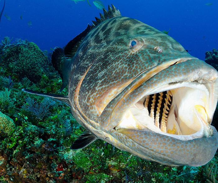 Животный мир Венесуэлы