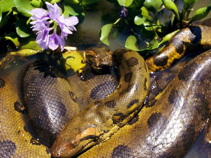 Анаконда — королева Лос Льянос Венесуэлы