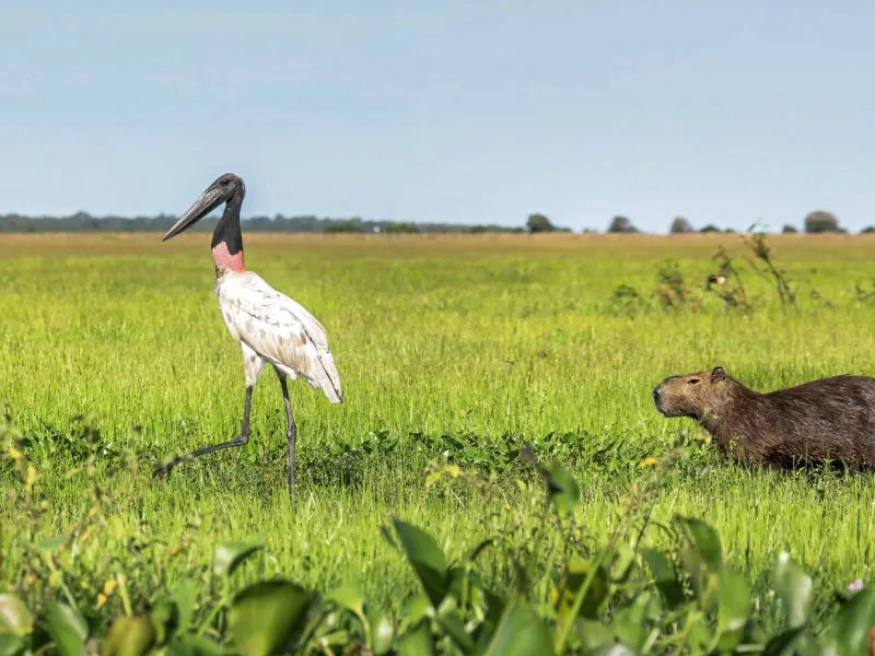 Тур по Венесуэле: Сафари в Лос Льянос