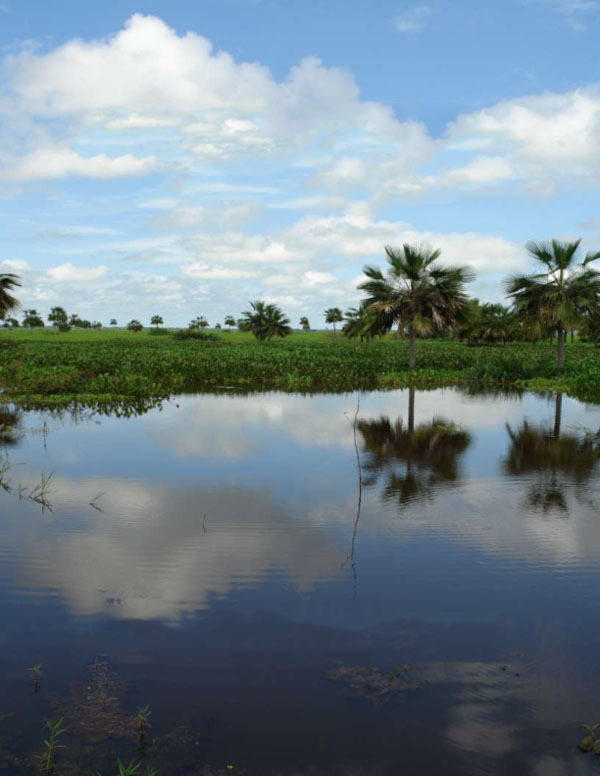 Тур по Венесуэле: Сафари в Лос Льянос