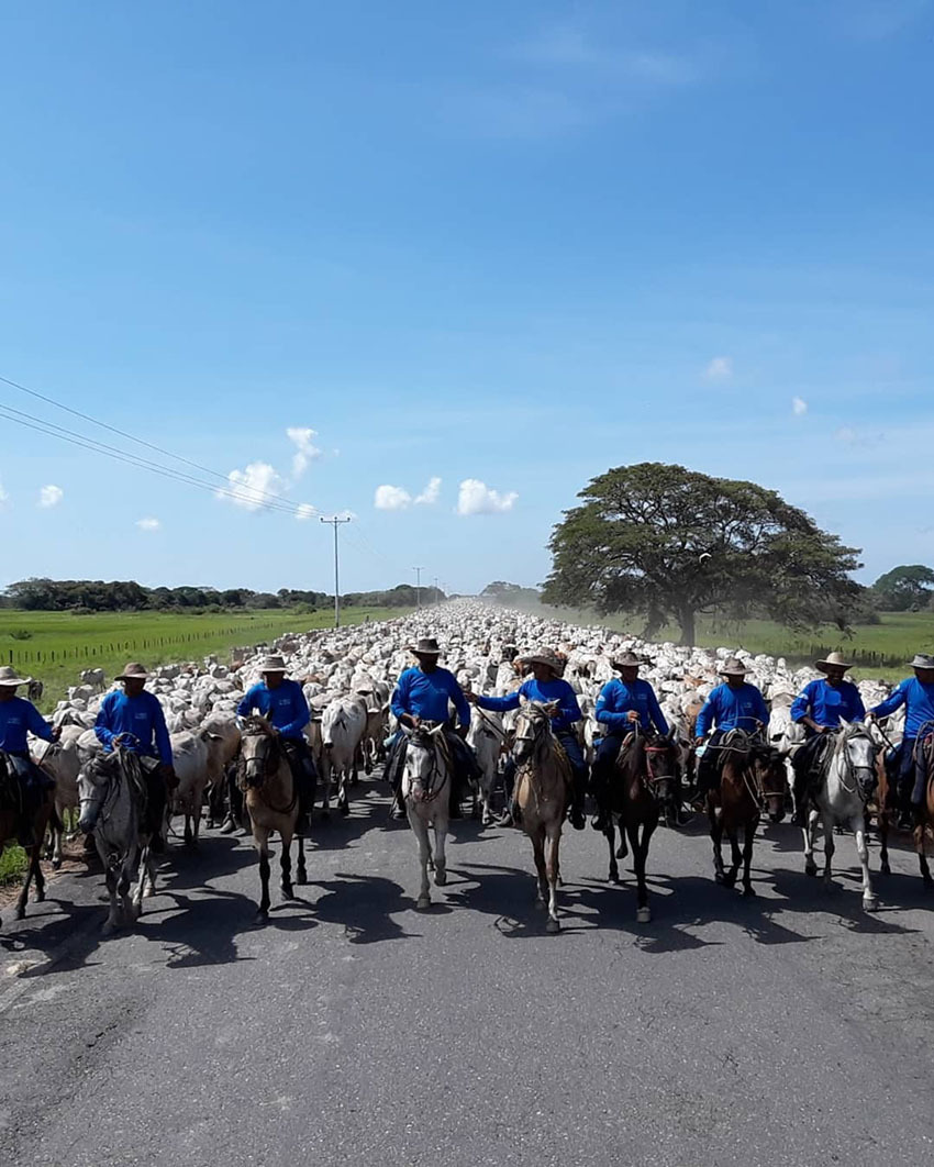 Тур по Венесуэле: Сафари в Лос Льянос